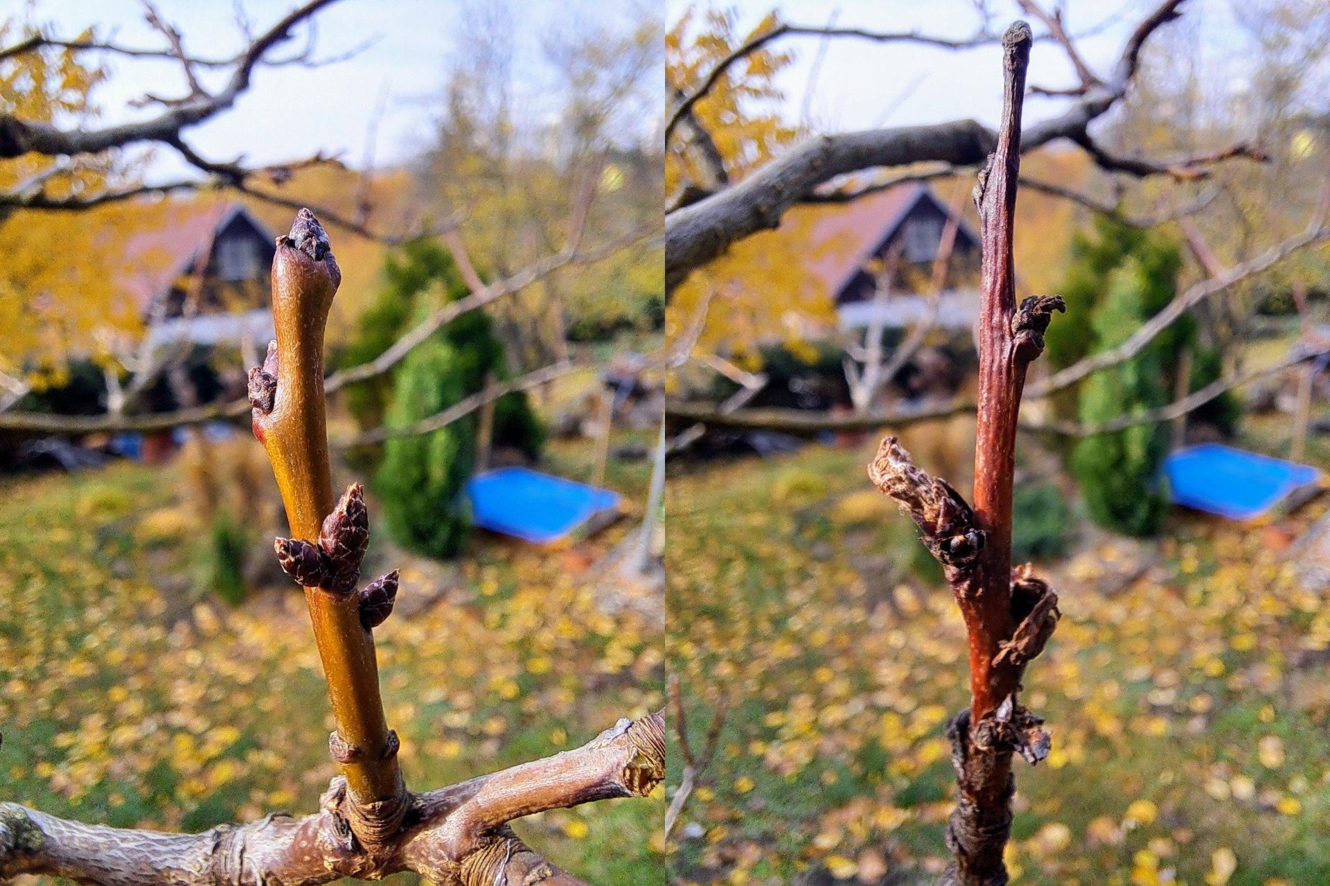 Vlevo zdravá větvička připravená příští rok kvést a plodit. Vpravo sežehnutá větvička moniliovou spálou, která se do ní dostala přes květ a skrze vodivá pletiva jí během jedné sezóny celou zničila.