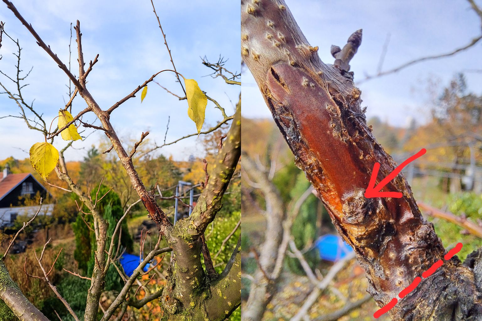 Cca 3letá větev opět přes květ zasažená moniliózou (označeno šipkou). Jediné řešení je zde řez pod místem infekce tedy až na tzv. větevní kroužek.