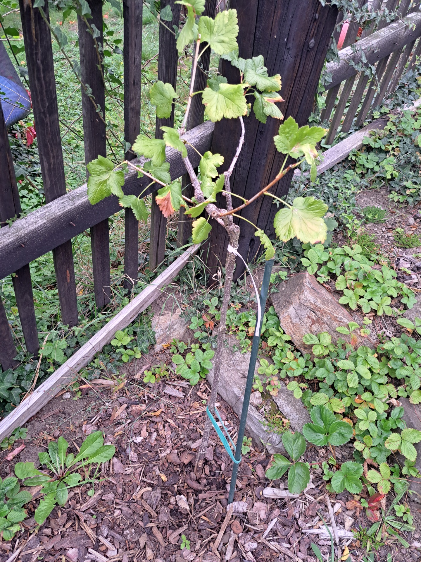 Na první pohled prosperující cca 3letá stromková josta.