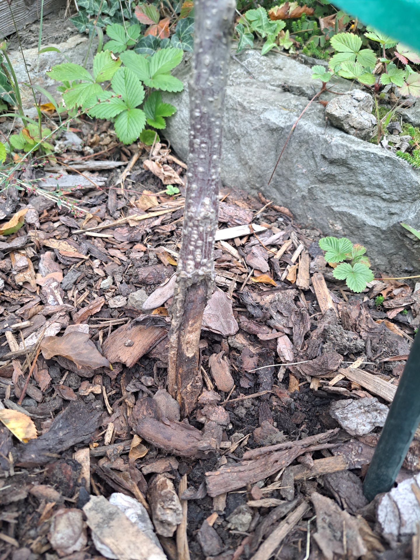 Při bližším pohledu je u země vidět rána, která ze 75% odhaluje již suché a hnijící dřevo stromku. Dost pravděpodobně způsobeno na jaře buď zajícem, nebo strunovkou. Z dlouhodobého hlediska tedy už mrtvý keřík, který je potřeba nahradit novým zdravým.