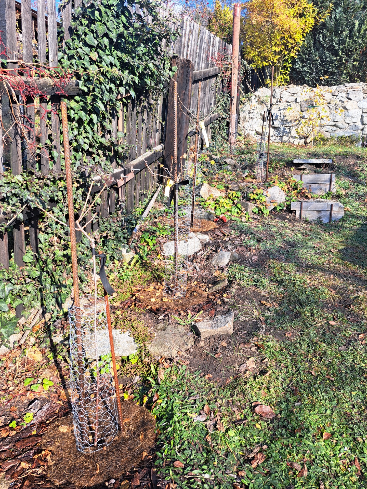 Opravená výsadba 5 stromkových keříků s přidáním pozinkovaného pletiva a bytelnými roxory pro stálou a nezbytnou podporu korunek v budoucích letech..